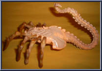 O'Malley vs Queen Face Hugger from Aliens - Aliens vs. Marine manufactured by Kenner [Queen Face Hugger]