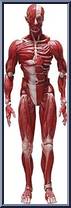 Human Anatomical Models Action Figure